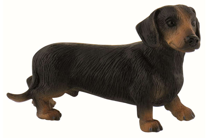 Korthåret gravhund