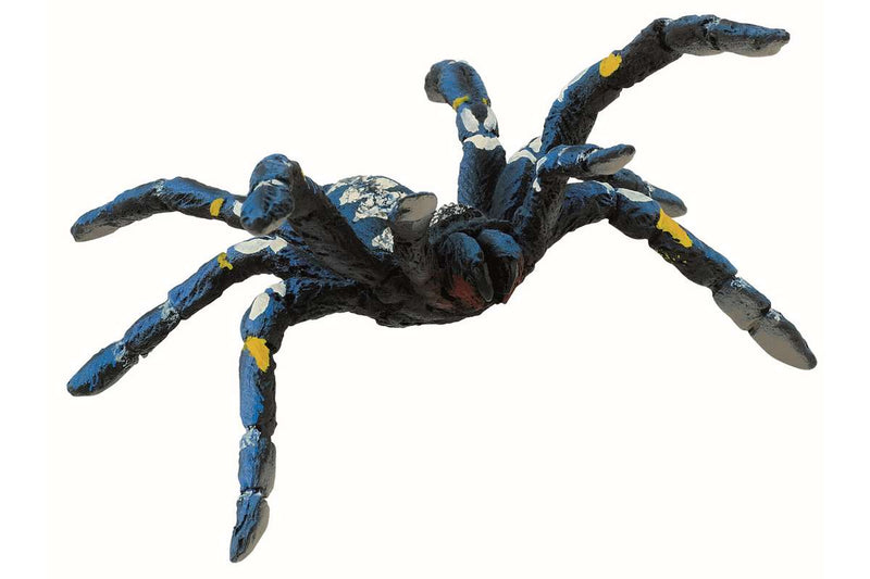 Blue ornamental tarantel